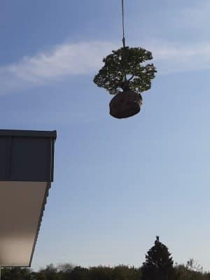 Bepflanzung Dach Terrasse