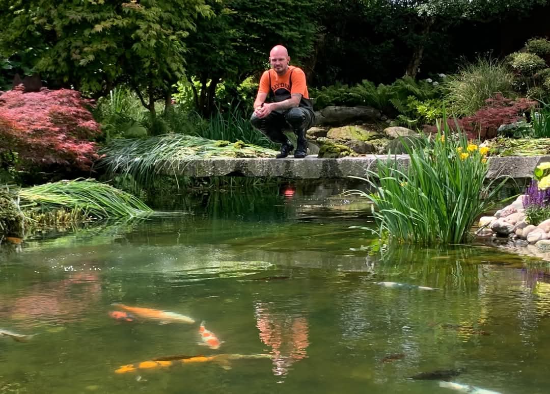 Koi Teichpflege Vegetation Mann kniet am Teich, umgeben von Pflanzen und schwimmenden Koi-Fischen.