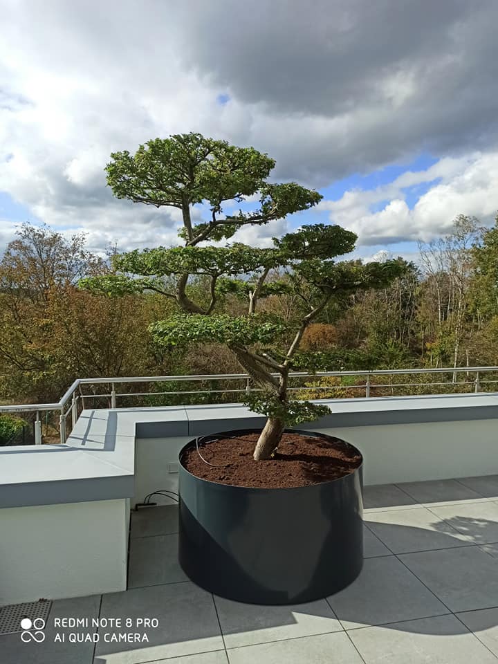 Bepflanzung Dach Terrasse